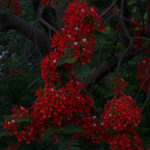 Gulmohar (Royal Poinciana)