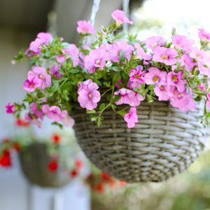 Coco Coir Hanging Basket