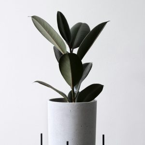 Premium Fiberclay Planter