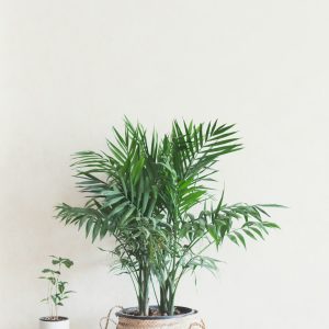 Areca Palm