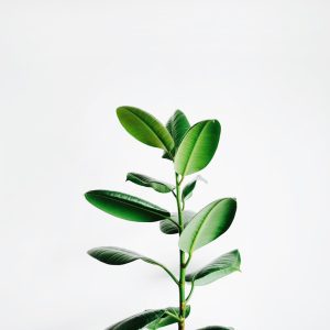 ZZ Plant