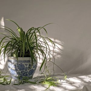 Spider Plant