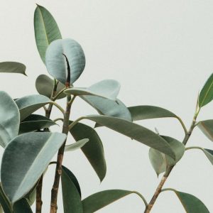 Rubber Plant