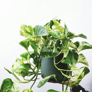 Pothos