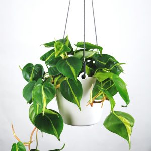 Philodendron