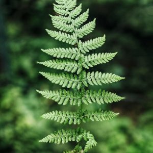 Boston Fern
