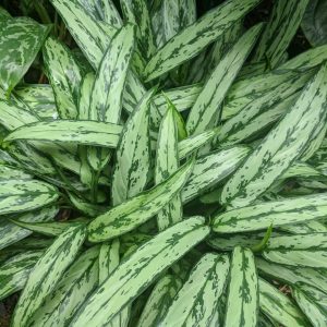 Chinese Evergreen
