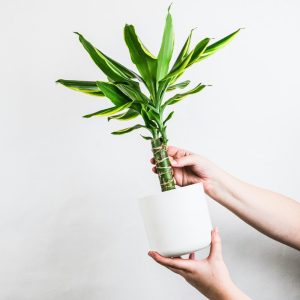 Dracaena