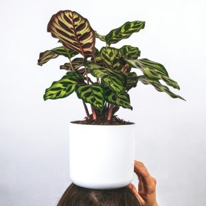 Calathea