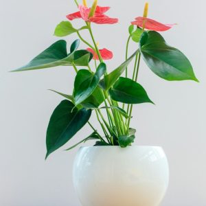 Anthurium