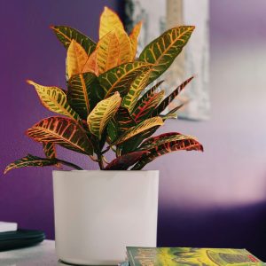 Croton