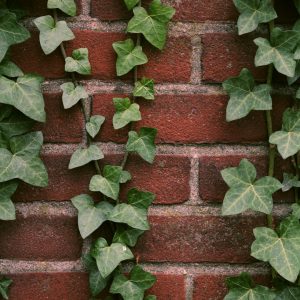 English Ivy