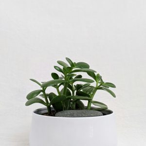 Jade Plant