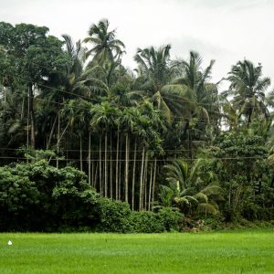 Bamboo Palm