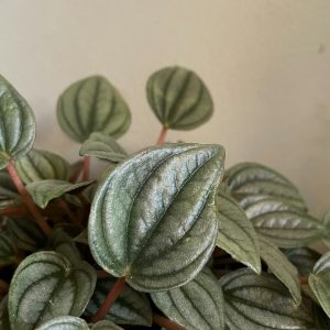 Peperomia