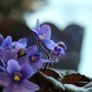 African Violet