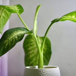 Dieffenbachia