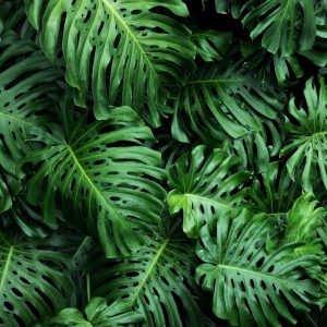 Monstera Deliciosa
