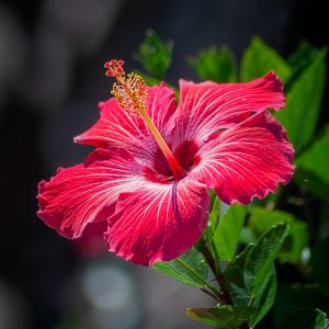 Hibiscus