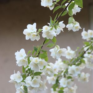Jasmine