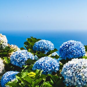 Hydrangea