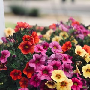 Petunia