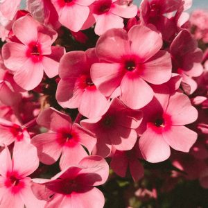 Geranium