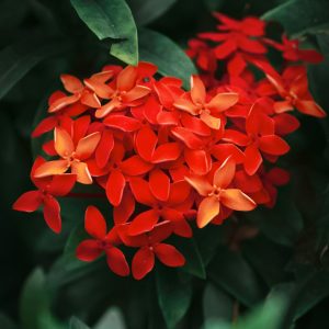 Ixora