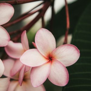 Plumeria