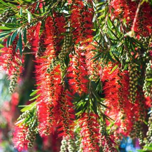 Bottlebrush