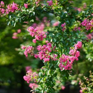 Crepe Myrtle