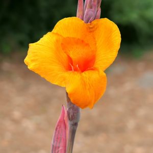 Canna Lily