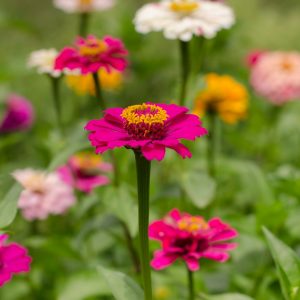 Zinnia