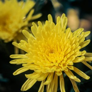 Chrysanthemum