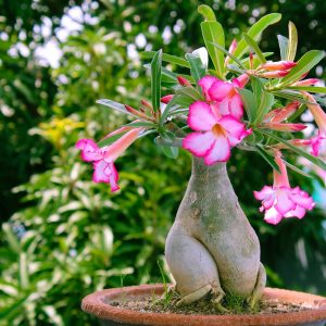 Adenium