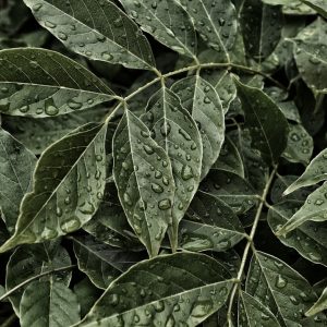 Curry Leaf Plant