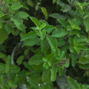 Tulsi