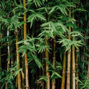 Bamboo Plant