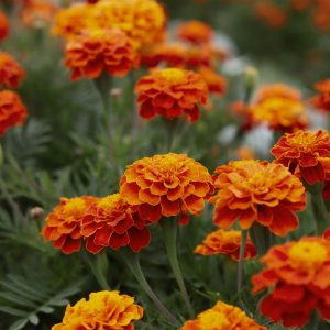 Marigold Seeds