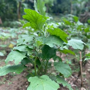 Brinjal Seeds
