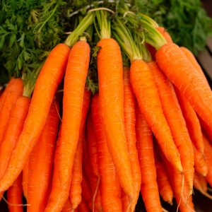 Carrot Seeds