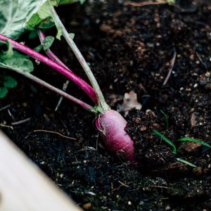 Radish Seeds