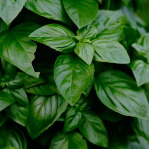 Basil Seeds