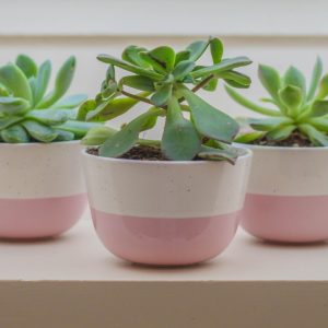 Succulent Trio Combo