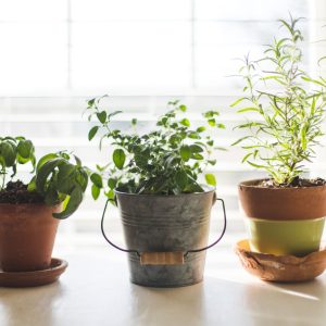 Herb Garden Kit