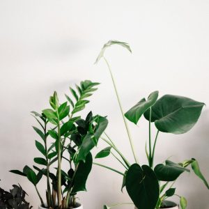 Air Purifying Plant Set