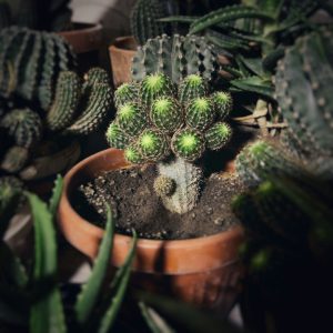 Cactus Collection Combo