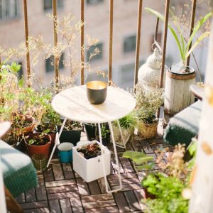 Balcony Garden Starter Kit