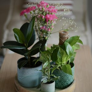 Mother's Day Plant Combo