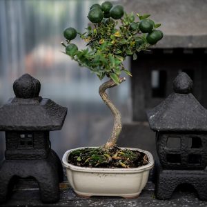 Bonsai Gift Set